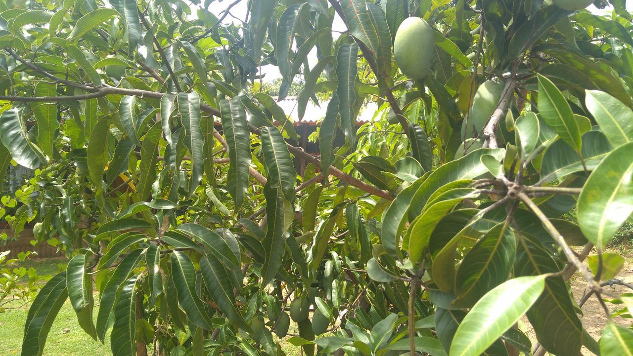 Araliya Self Cooking Resort Dambulla Exterior photo